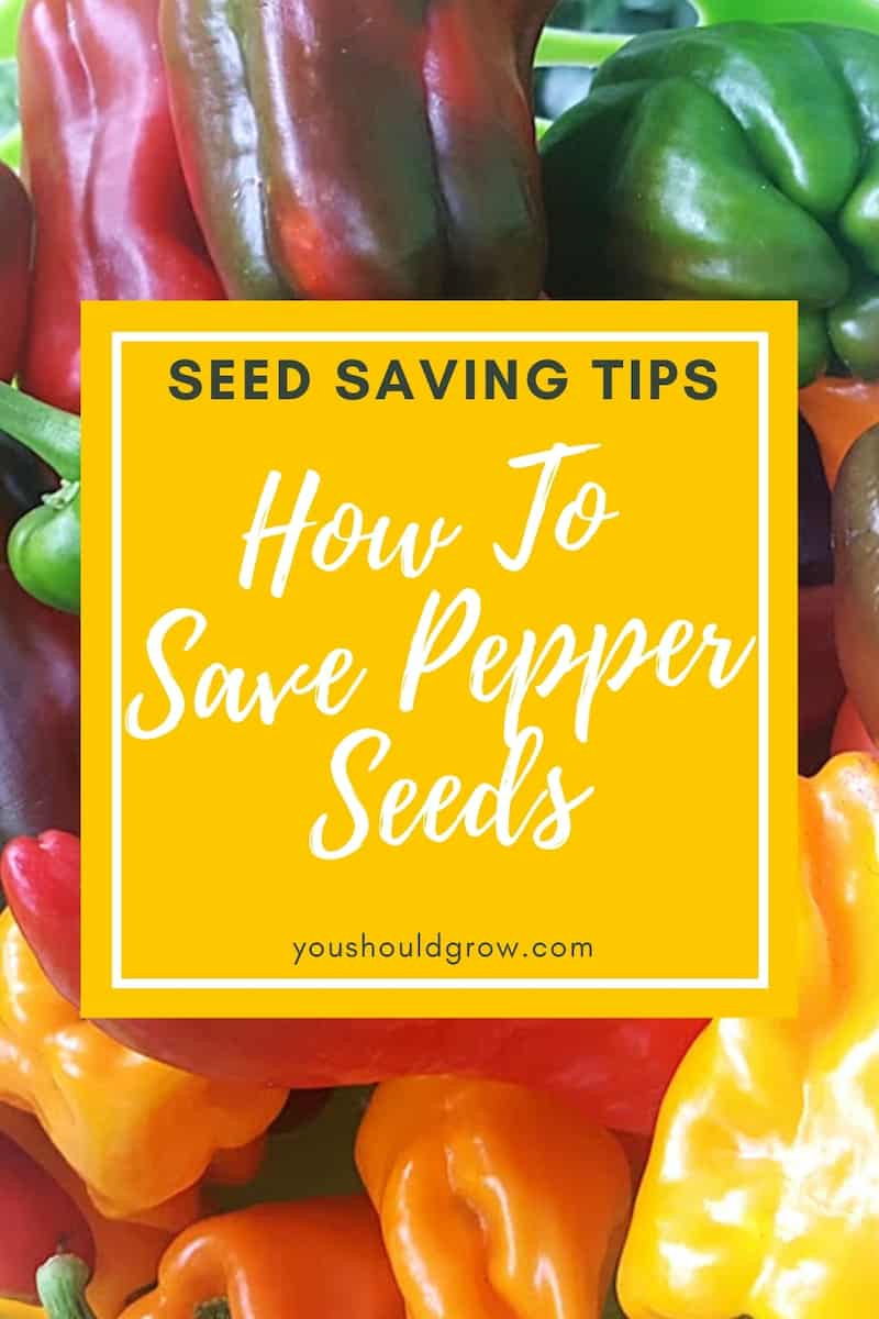Build your own seed library by learning how to save pepper seeds. Here are the most important things to know about saving seeds from peppers. Seed saving tips from You Should Grow