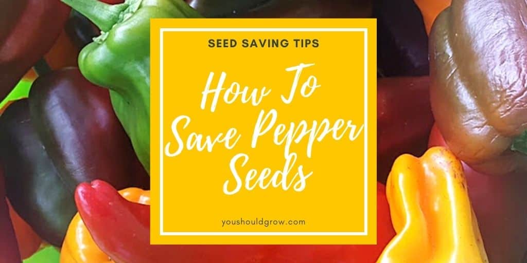 How To Save Pepper Seeds - You Should Grow