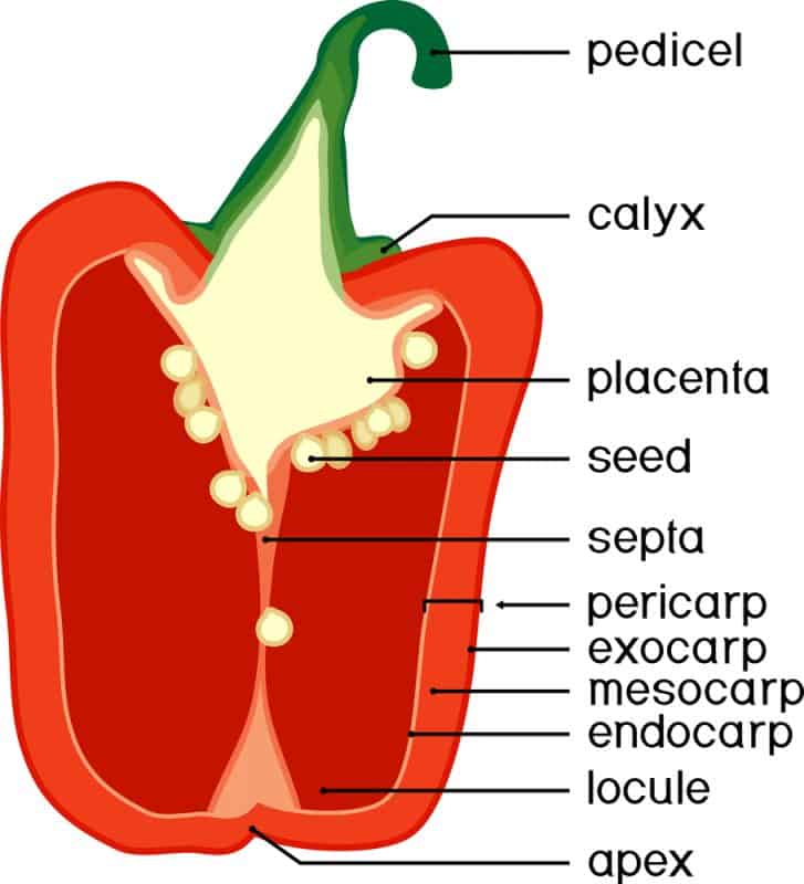 pepper anatomy morphology