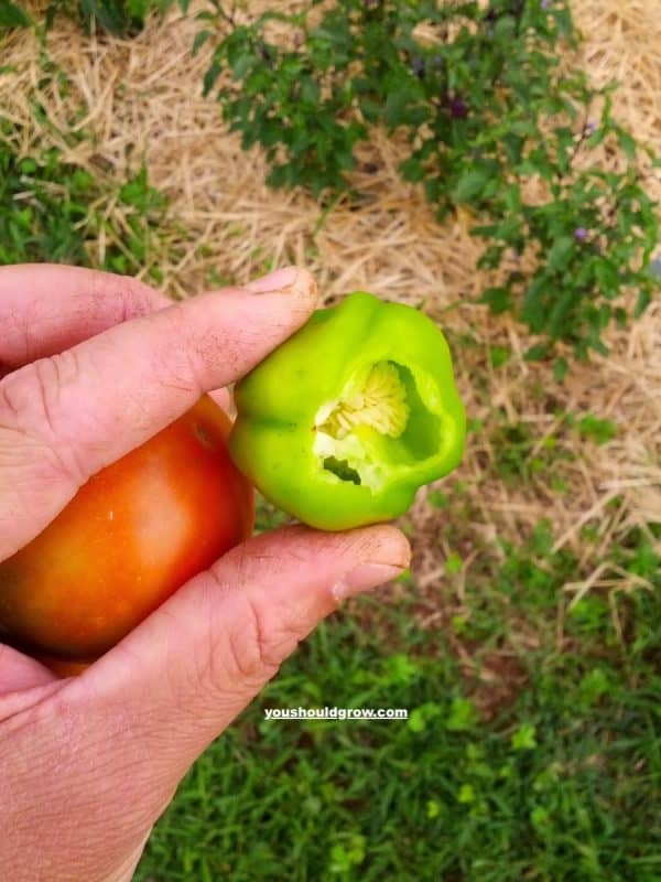 getting pepper seeds out of a pepper