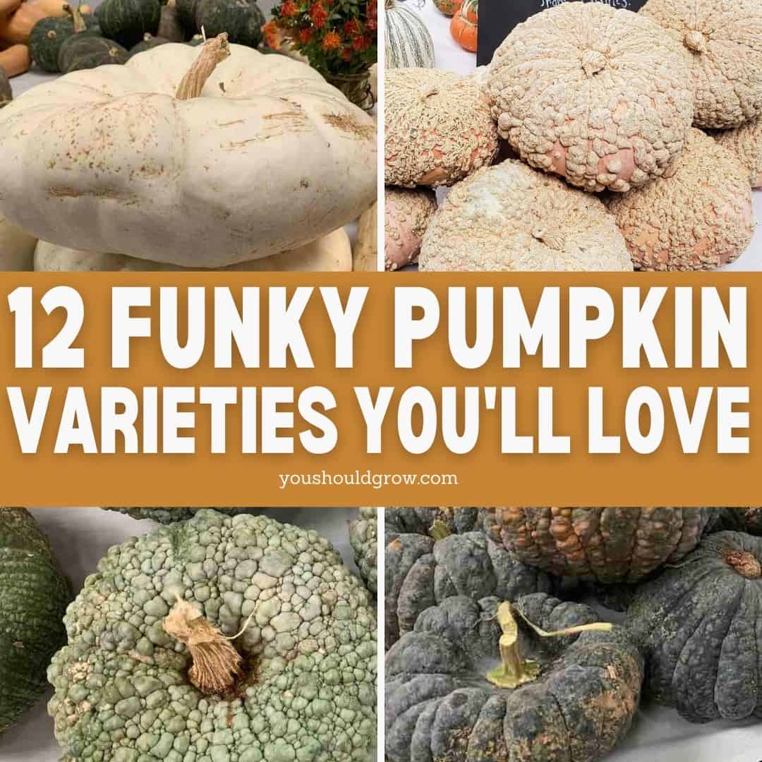 12 Funky Pumpkin Varieties You’ll Love