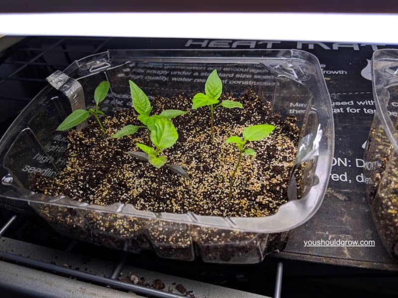 pepper seedlings started from saved seed