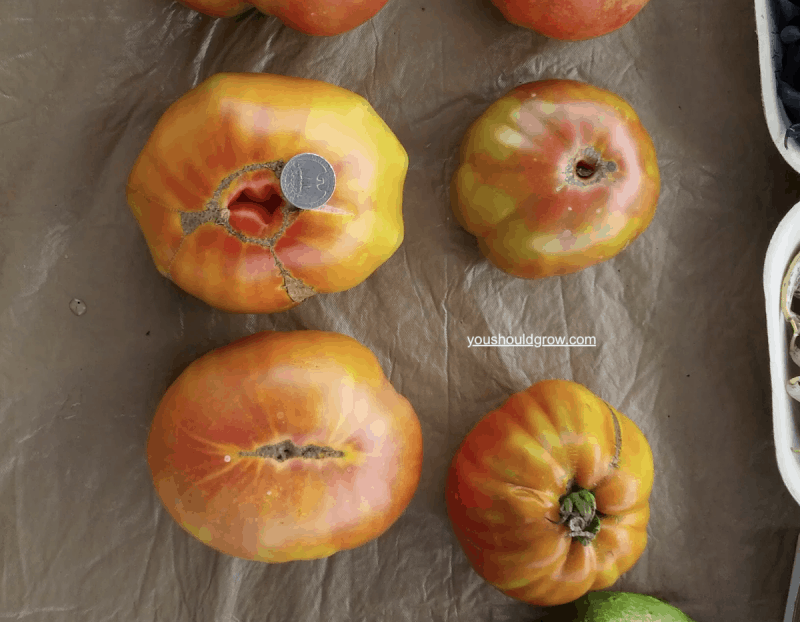 pineapple tomatoes on table at farmers market