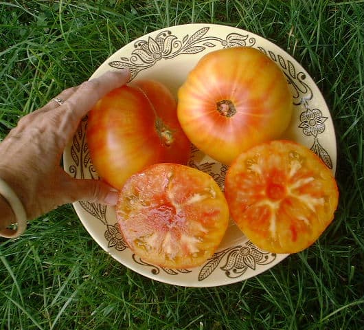 Sliced pineapple tomato on a plate in the grass