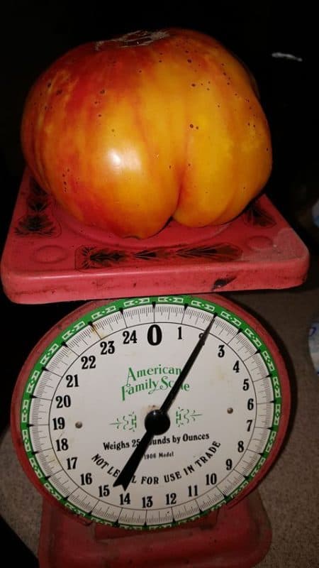 pineapple tomato on a scale