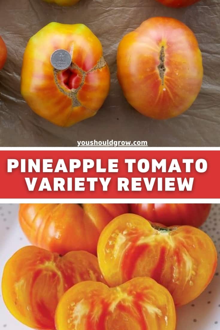 Growing tomatoes and trying new varieties is part of the fun. Here's a review of the pineapple tomato - a delicious heirloom variety you should grow! Find out what makes this tomato special and what you need to know before you grow!