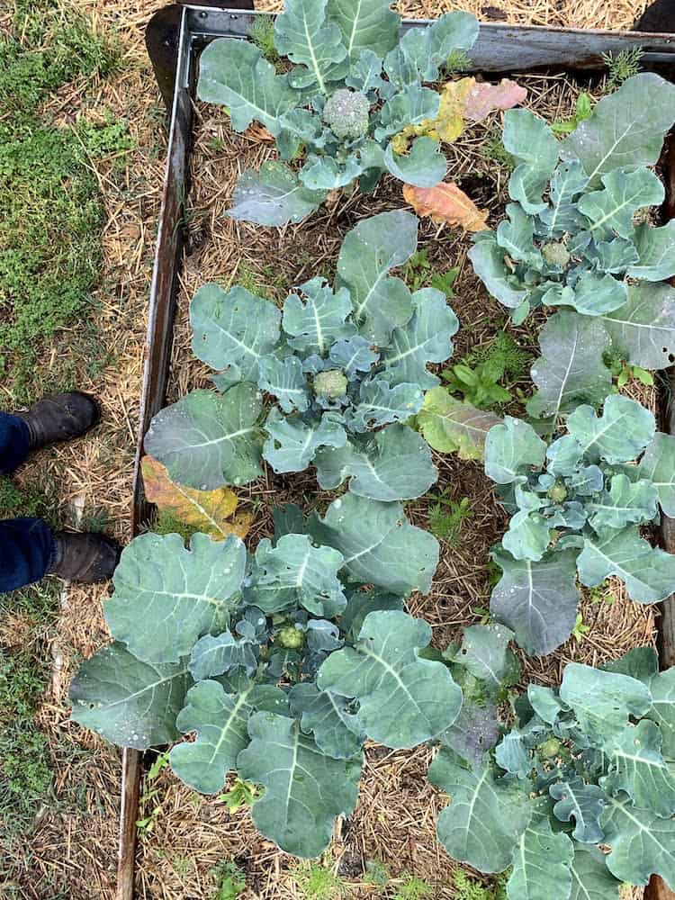 broccoli plants in spring garden