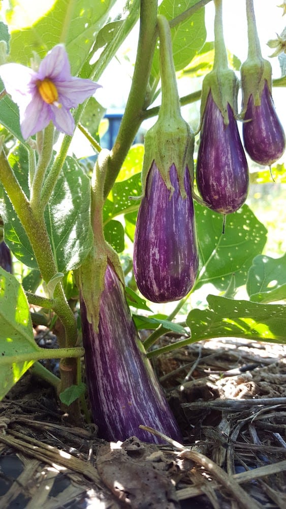 hybrid eggplants growing in organic garden