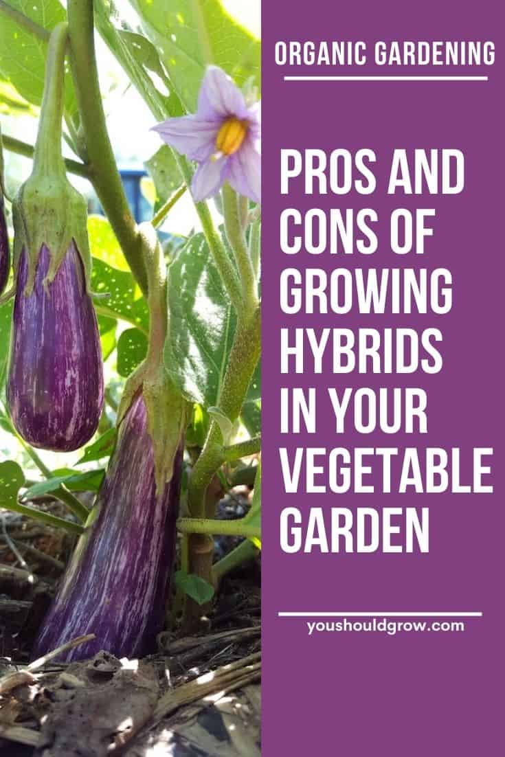 Thinking about growing hybrid veggies in your garden? Learn the facts (and myths) around hybrid vegetable plants.