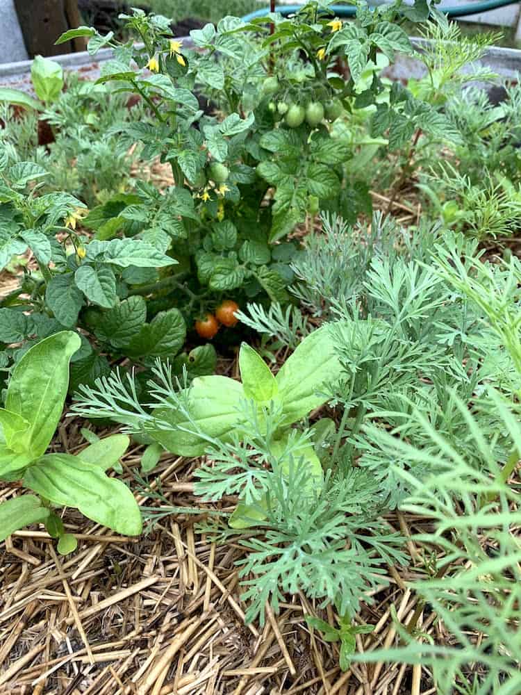 tomatoes and flowers growing together