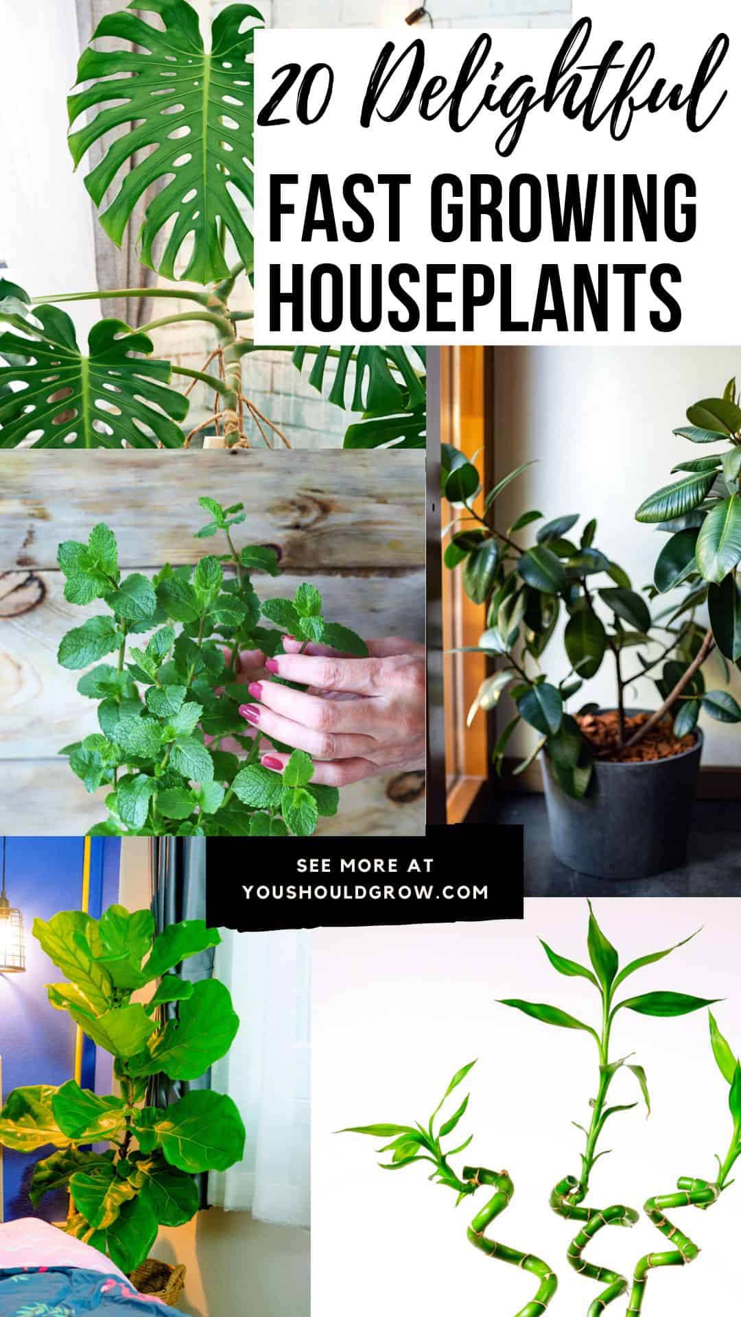 20 Fast Growing Houseplants That Will Liven Up Any Space