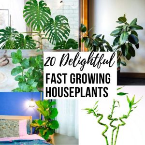 collage of houseplants