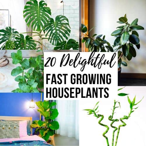 20 Fast Growing Houseplants That Will Liven Up Any Space