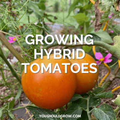 The Case For Hybrid Tomato Varieties