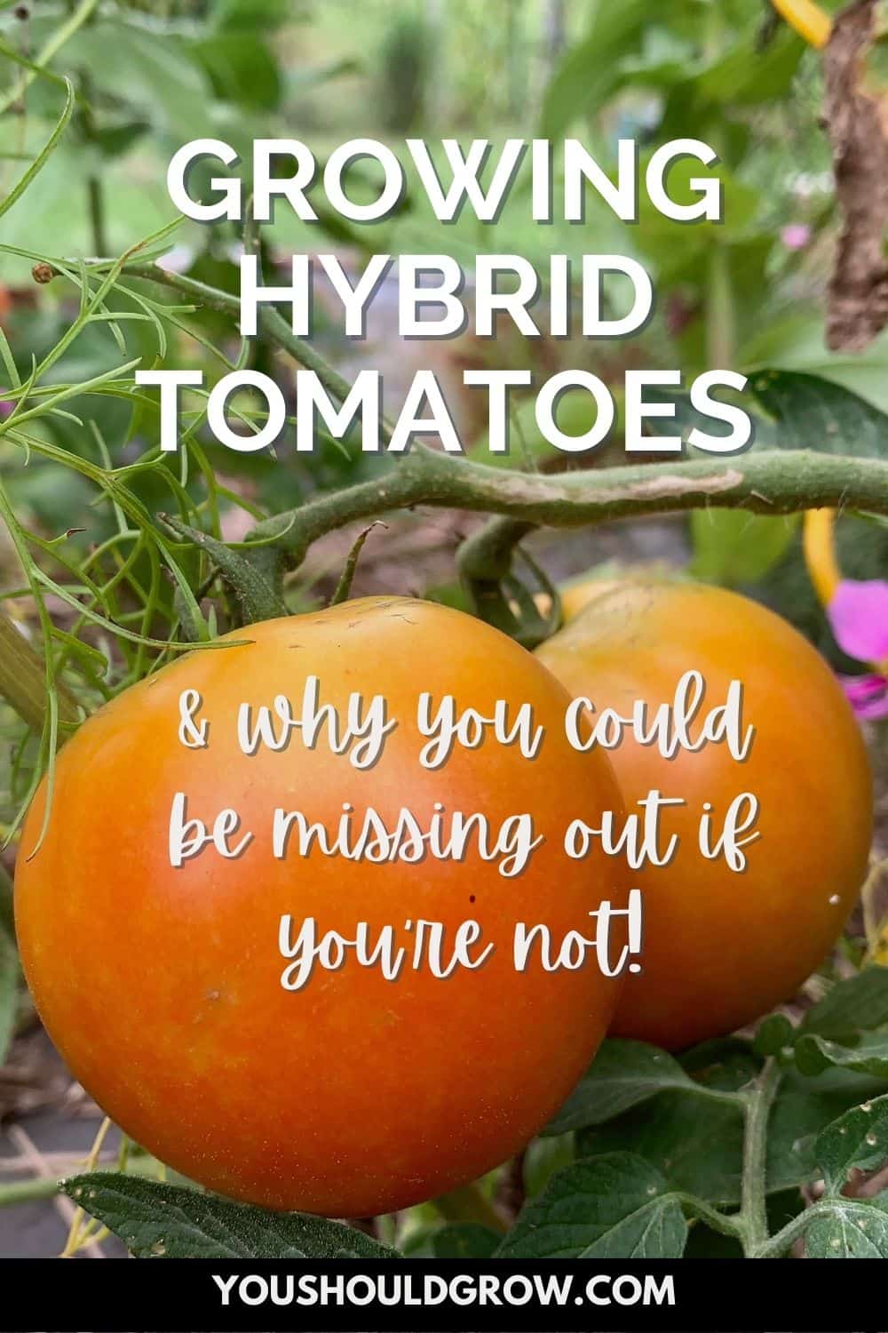 Heirloom tomatoes have their place, but there's no reason to be an heirloom snob. Find out why growing hybrid tomatoes can be a better choice.