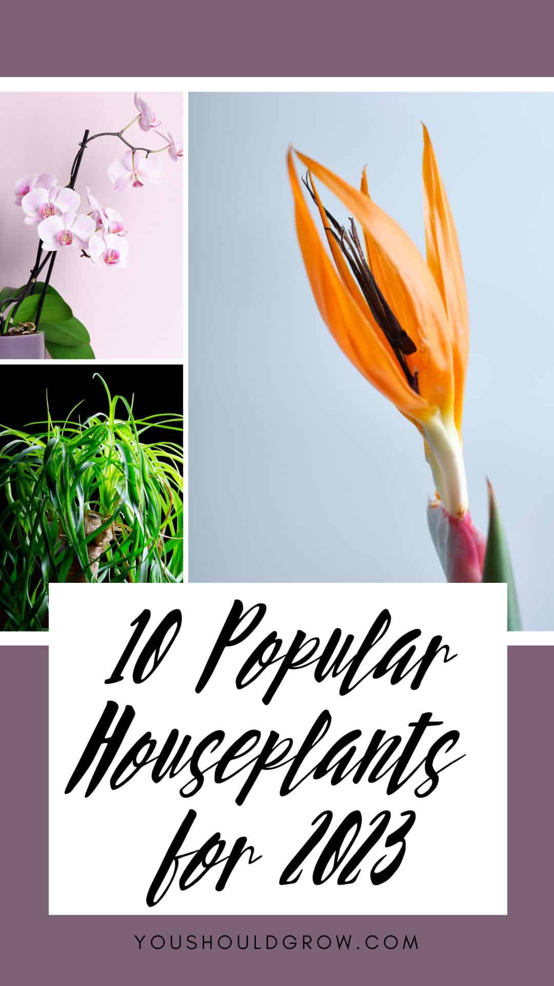 Trendy Houseplants We’ll Be Seeing A Lot Of In 2023