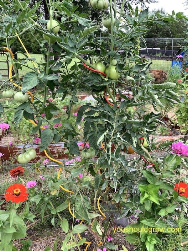 mature tomato plants with many green tomatoes growing on red and yellow colored spiral tomato stakes