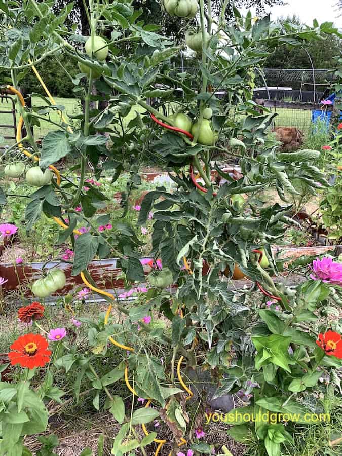 10 Ideas For Homemade Tomato Cages Cheap And Easy You Should Grow 2968