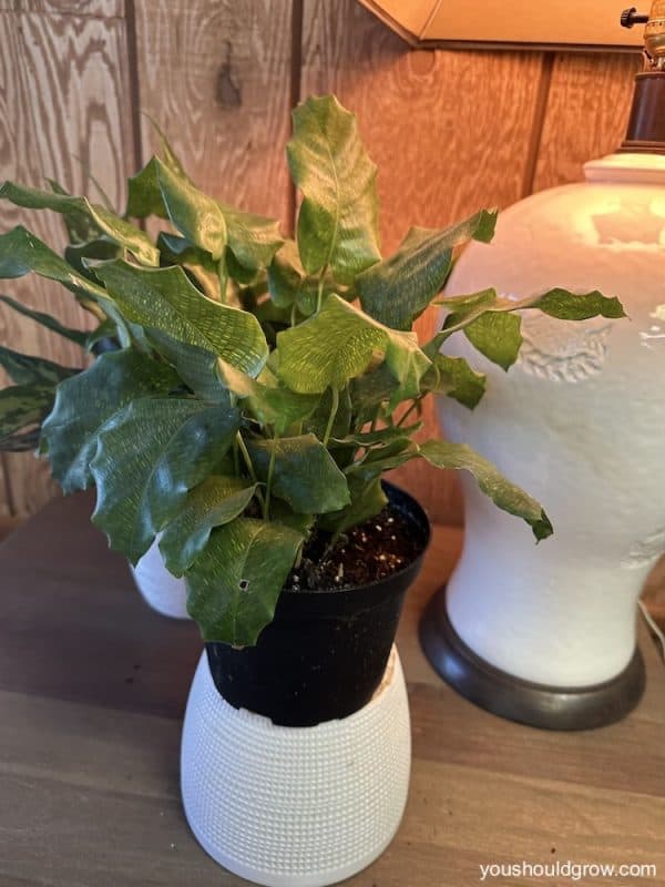 a green houseplant in black nursery pot sitting on a table with a lamp