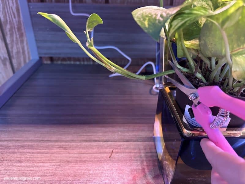 pink pruners cutting a golden pothos stem