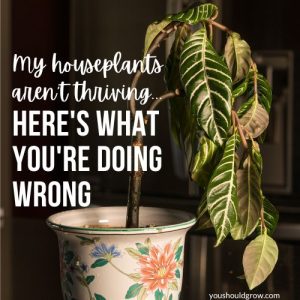 houseplant wilting with text over lay: my houseplants aren't thriving...here's what you're doing wrong