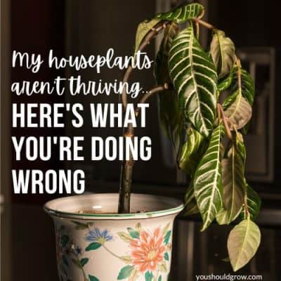 10 Reasons Your Houseplants Are Dying
