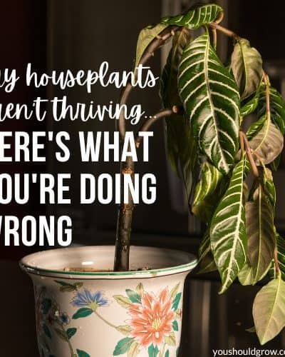 houseplant wilting with text over lay: my houseplants aren't thriving...here's what you're doing wrong
