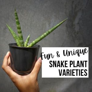 10 Unique Snake Plant Varieties You’ll Want To Grow