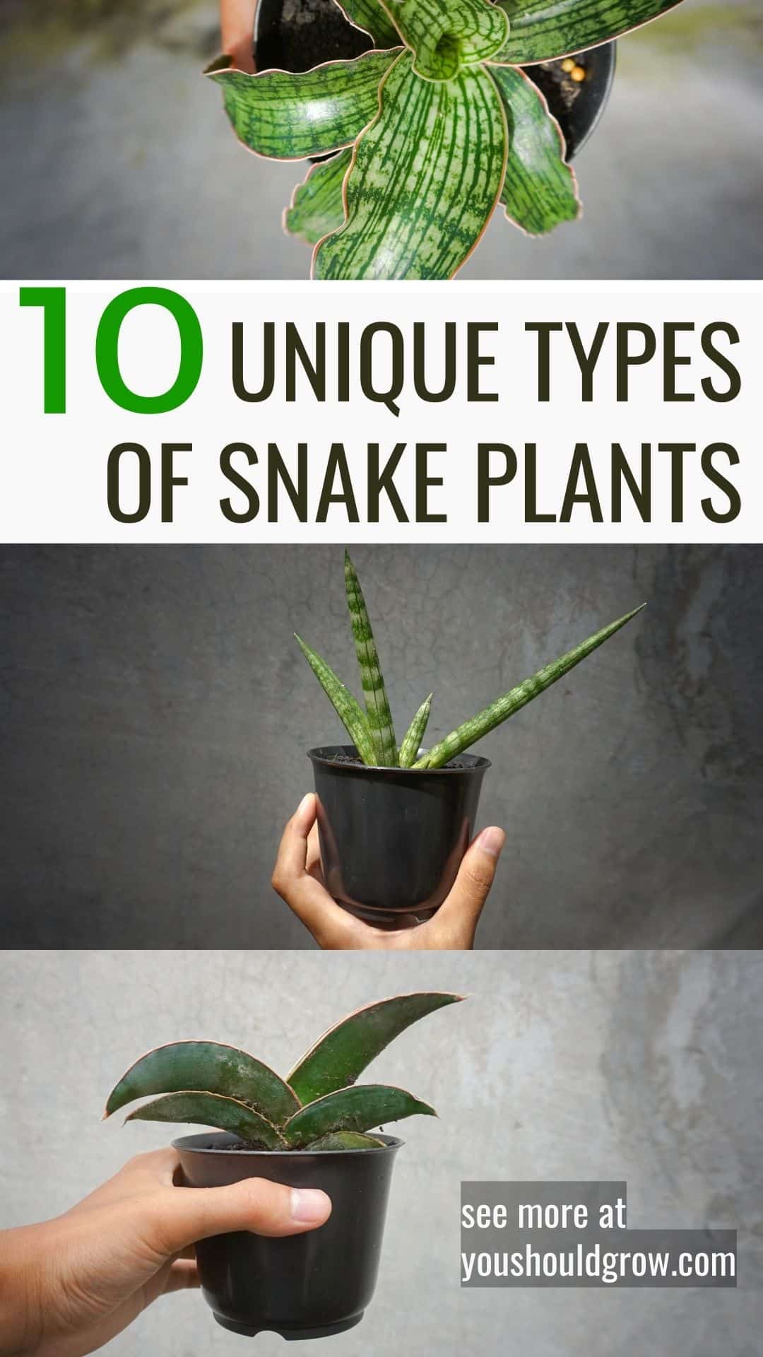 collage of types of snake plants pinterest pin