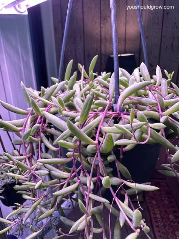 string of green succulent leaves on bright purple stem in a hanging pot under led grow lights