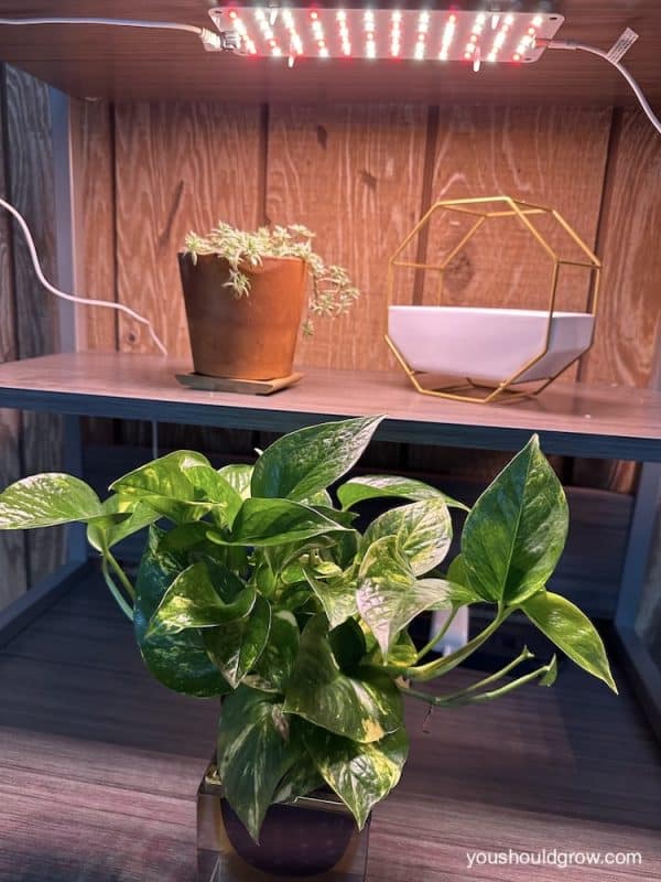 a healthy pothos growing toward a full spectrum led grow light