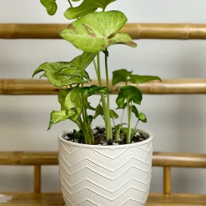 Mixed Syngonium In Planter