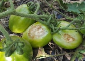 Tomato Problems: What's Wrong With My Tomato? - You Should Grow