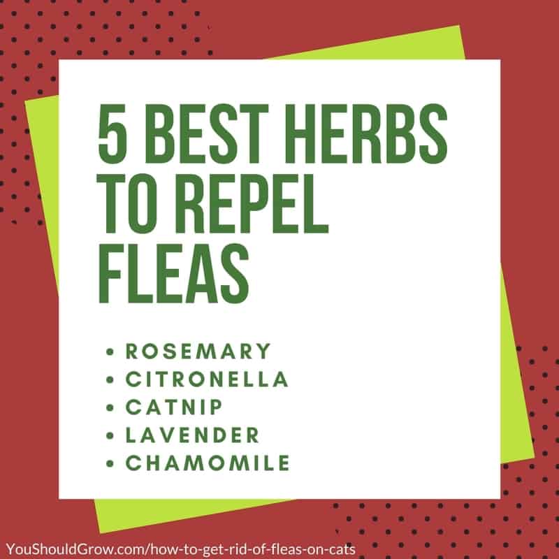 5 best herbs to repel fleas - green text in a white box with green and red background.