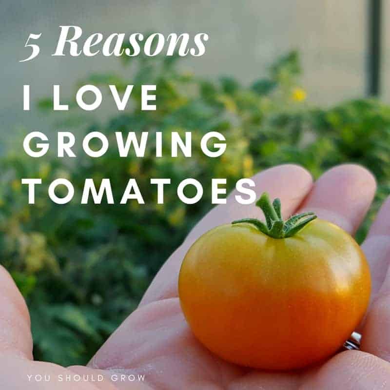 5 Reasons I Love Growing Tomatoes