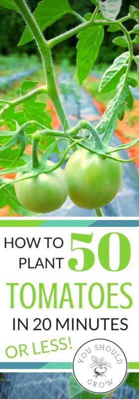 Pinterest Pin: how to plant 50 tomatoes in 20 minutes or less