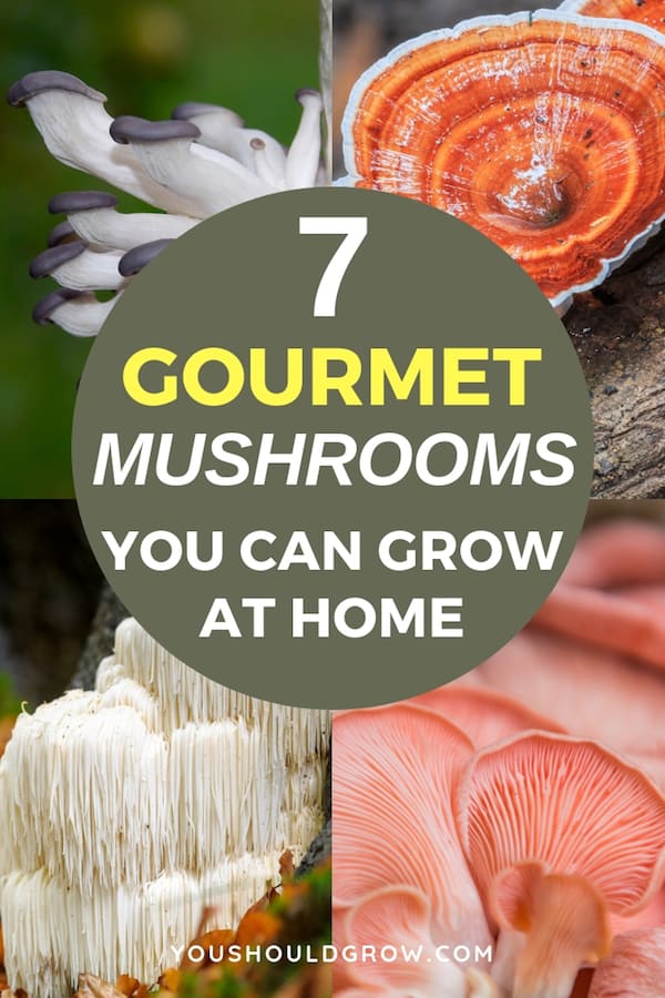 collage of mushrooms with text: 7 gourmet mushrooms you can grow at home