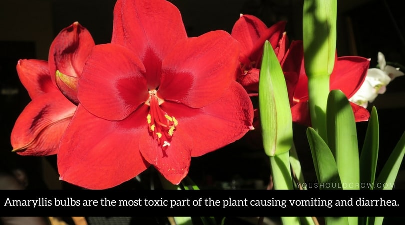 Amaryllis bulbs are toxic to pets causing vomiting and diarrhea.