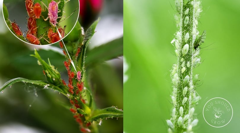 Aphids are a common pest of tomato plants. Yellow leaves that have a sticky substance with tiny bugs on the undersides of leaves and stems are a sign of this pest.