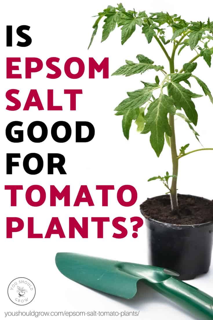 is epsom salt good for tomato plants? Black and red text overlaying image of tomato plant in pot with small green shovel.