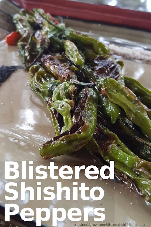Blistered shishito peppers on a plate