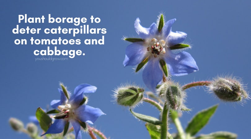 borage flowers against sky (companion planting with vegetables)