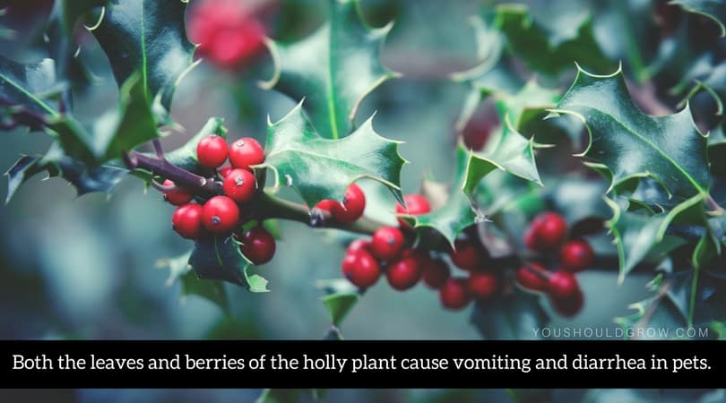Both the leaves and berries of the holly plant cause vomiting and diarrhea in pets.