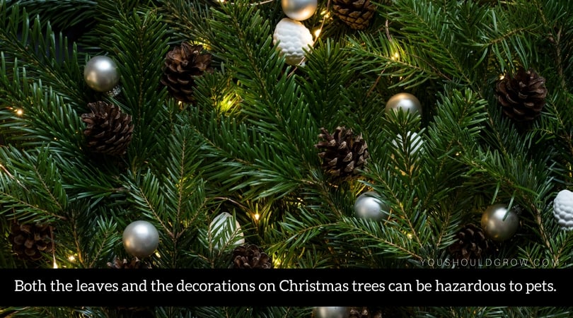 Both the leaves and the decorations on Christmas trees can be hazardous to pets.