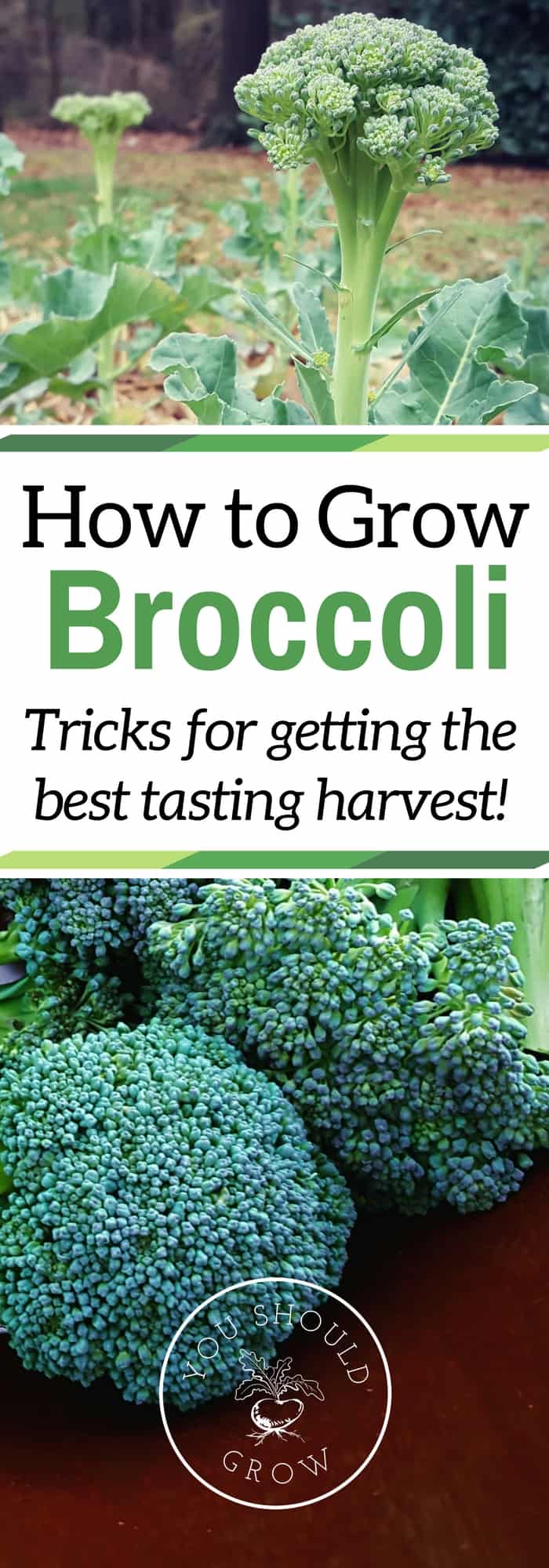Image of homegrown broccoli with text overlay: How to grow broccoloi trics for getting the best tasting harvest