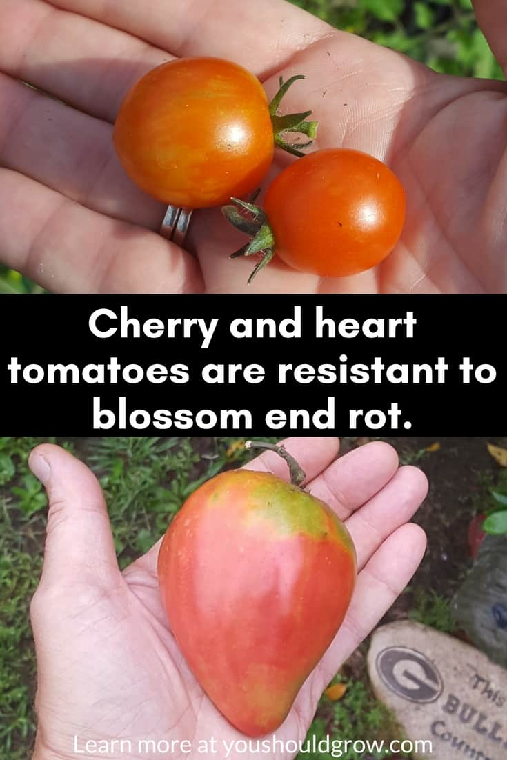 Gardening tips: cherry and heart shaped tomatoes are resistant to blossom end rot.