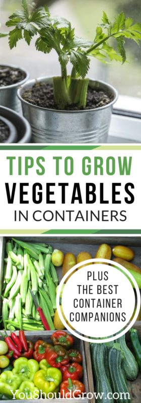 Tips to grow vegetables in containers plus the best container companions