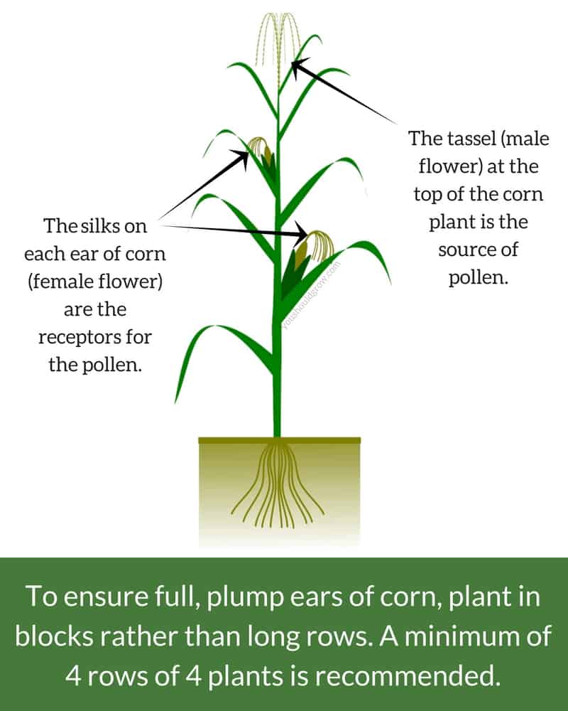 Anatomy of a corn plant 
