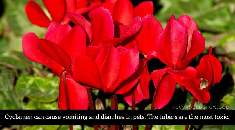 Cyclamen can cause vomiting and diarrhea in pets. The tubers are the most toxic part of the plant.