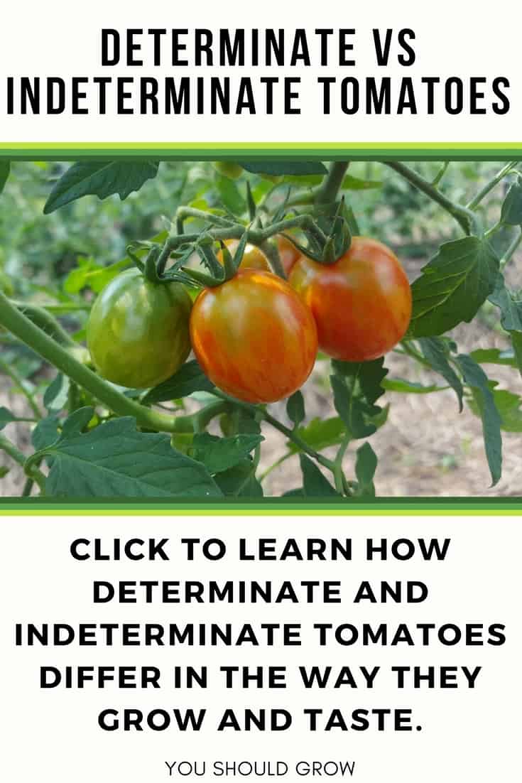 determinate vs indeterminate tomatoes text and image of tomatoes on vine